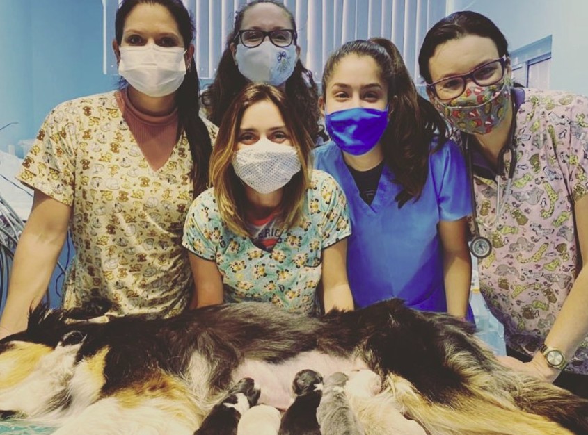 Cirurgia Veterinária e Exames em Campinas