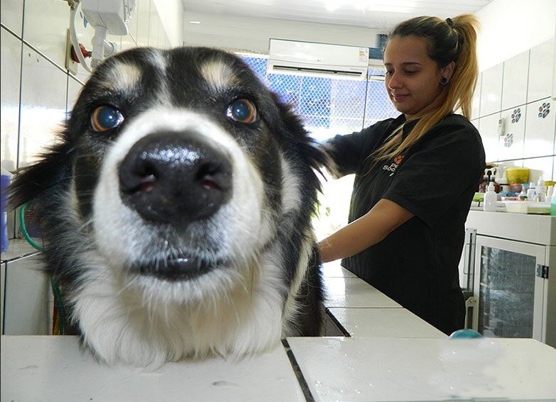 Banho e Tosa e Estética Animal na BadenVet