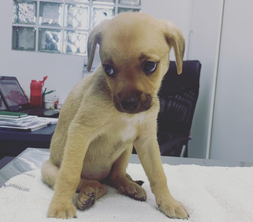 Consulta Veterinária e Vacinas no Jardim Nova Europa